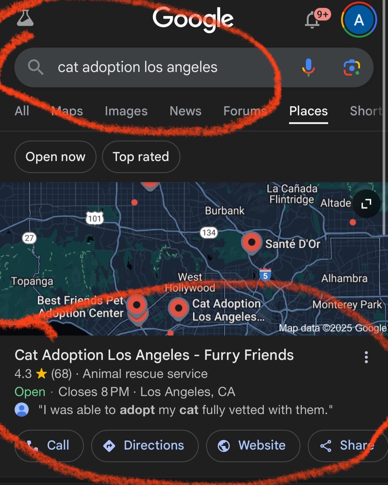 Top Google Business  search results for Cat Adoption keyword 